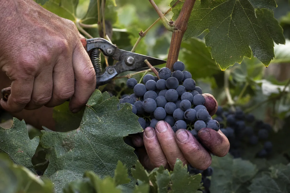 Mains d’un vendangeur coupant une grappe de raisin noir au sécateur