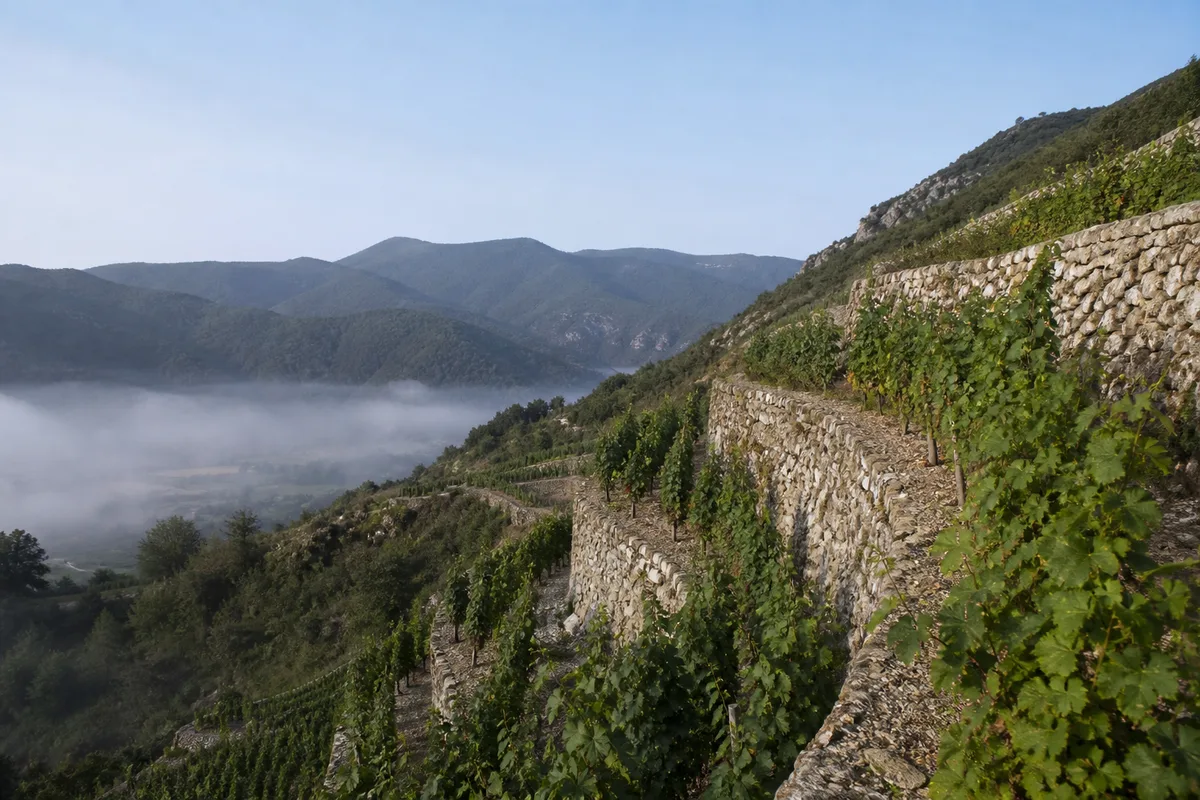 Rangs de vigne en terrasses sur un coteau escarpé au petit matin, brume légère dans la vallée