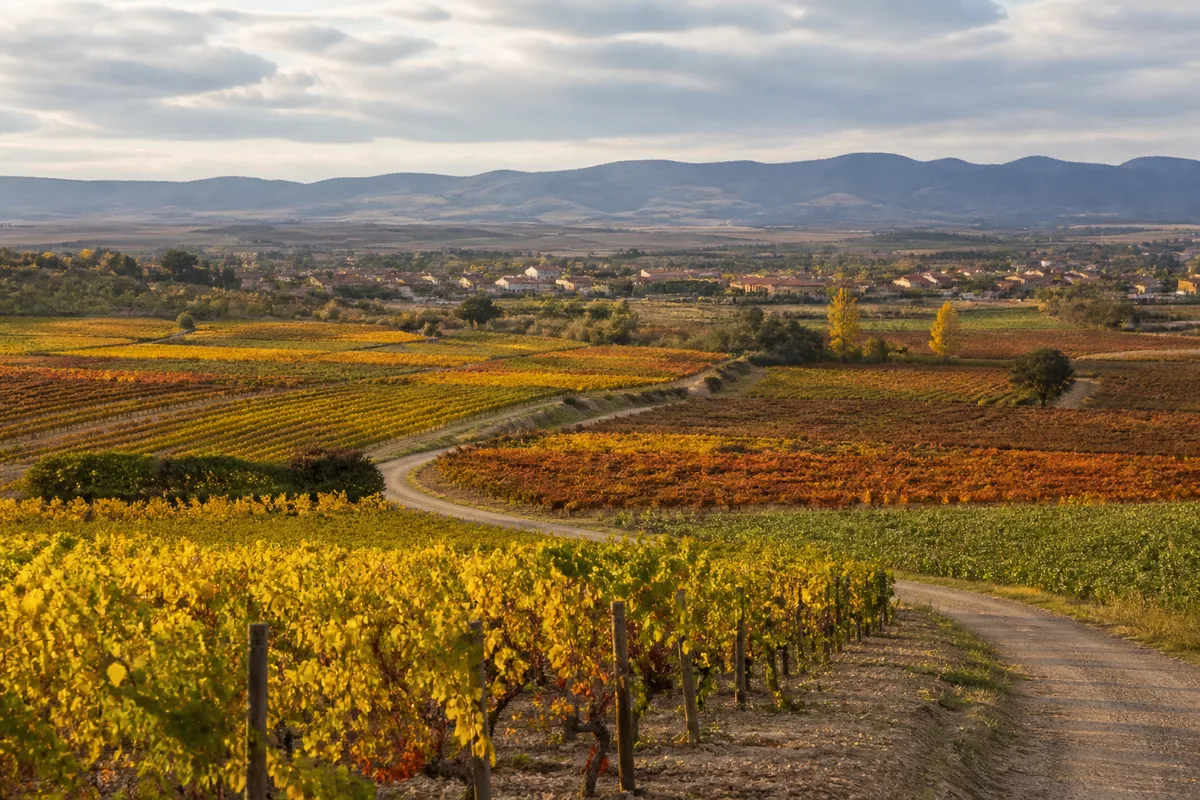 Vignoble vallonné en automne avec un village aux toits de tuiles au second plan et des sentiers entre les parcelles